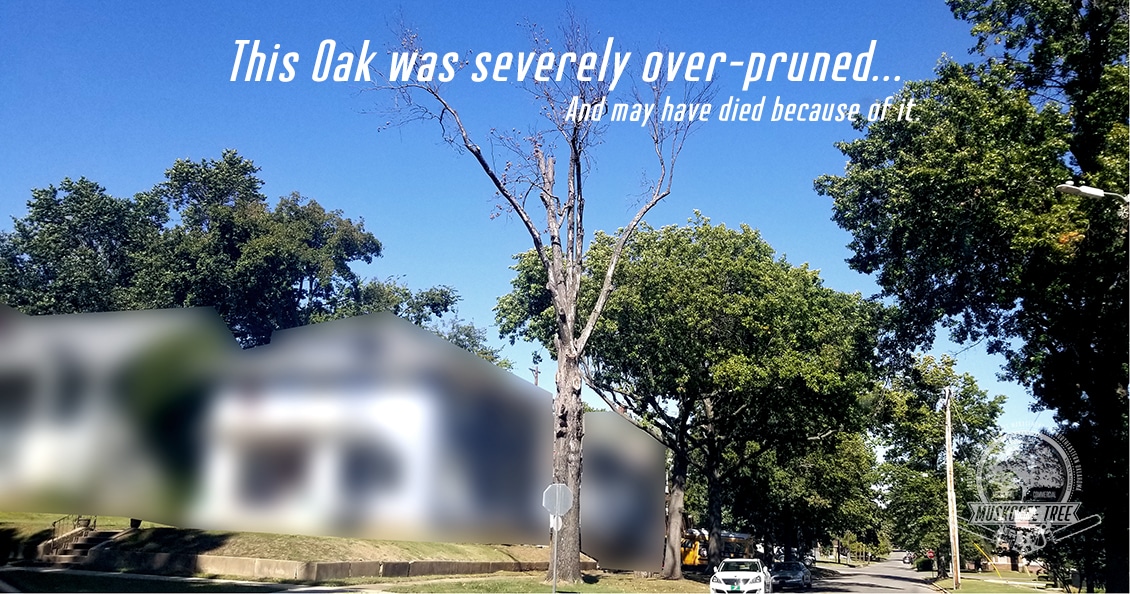 Over-Pruned Oak Tree