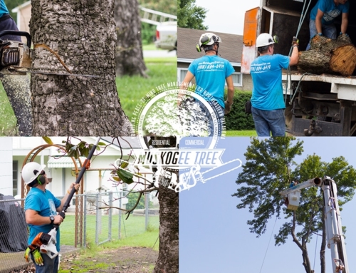 What Makes A Tree Care Company?